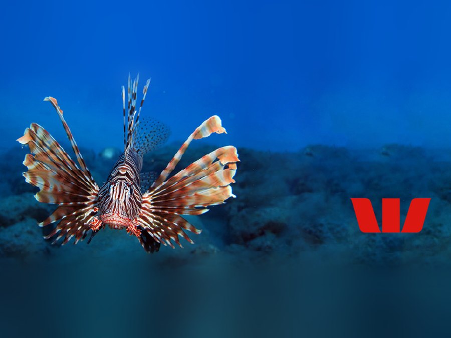 A lionfish swimming above the sea floor beside the Westpac logo, from a You Caught a Phish cybersecurity campaign